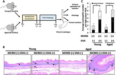 A role for age-associated alterations in esophageal epithelium in eosinophilic esophagitis-associated fibrosis